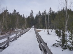 Hinterzartener Moor
